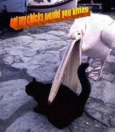Eat My Chicks Eat my Chicks