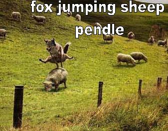 Fox jumping sheep Fox jumping sheep